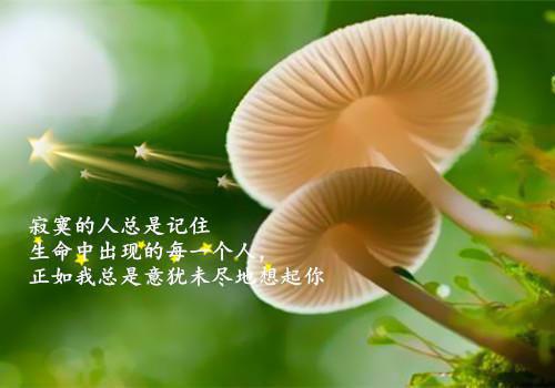 关于会计电算化专业自荐信合集8篇