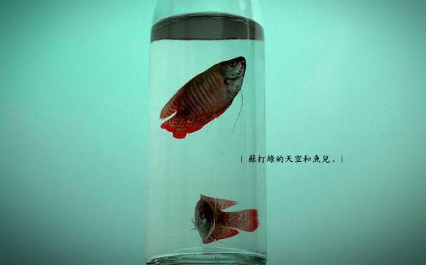最新银行职员求职信