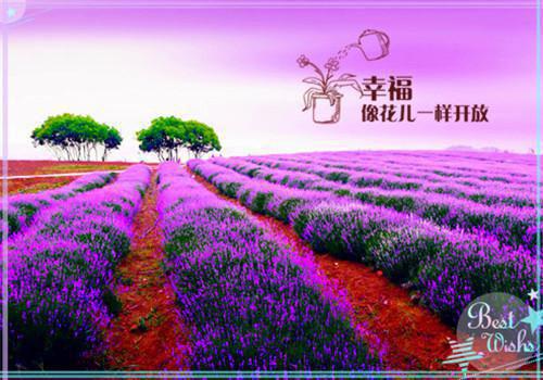 应用电子专业自荐信模板