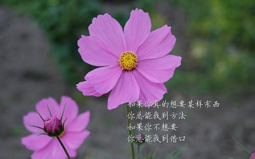 法律专业社会实践报告
