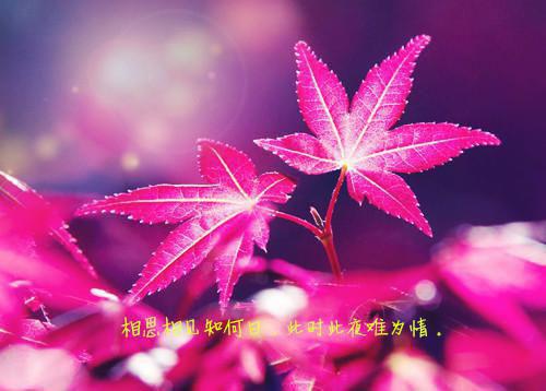 随笔|泡桐与唢呐