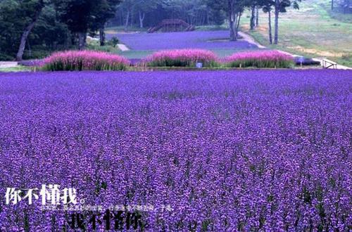 清明节踏青范文精选4篇