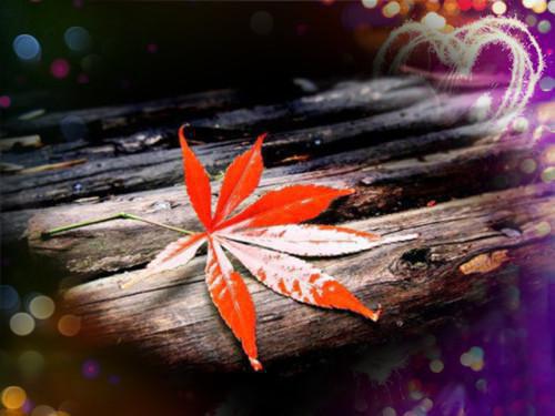 最新旅游与环境学专业人才自荐信模板
