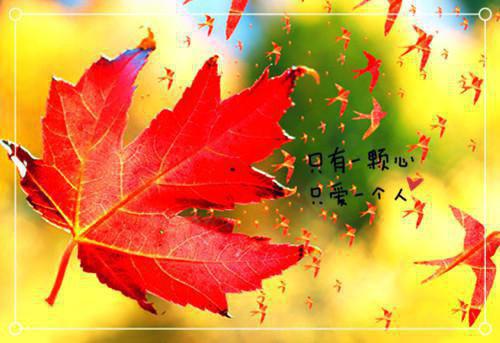 网络优化专员自荐信