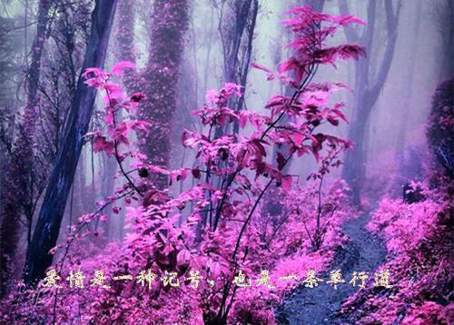 给老师的毕业邀请函
