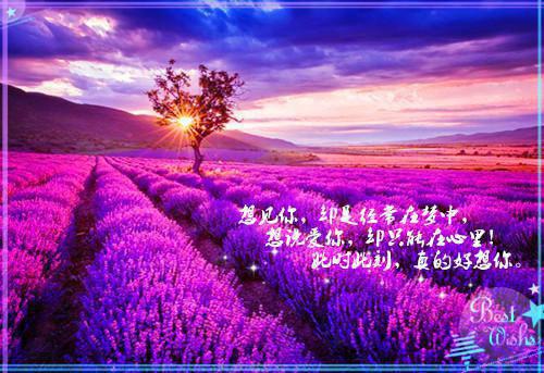 写景诗——《长信秋词·其五》