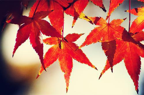 关于护士节慰问信5篇