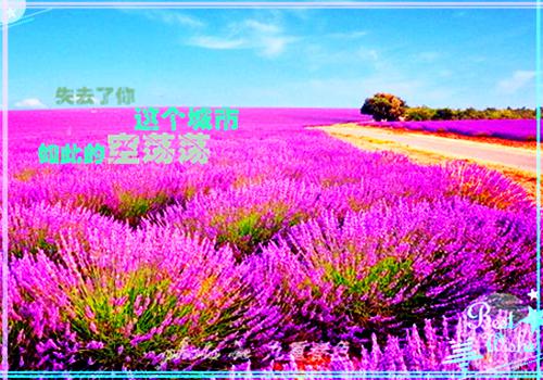 英文表扬信回复