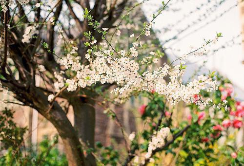 应届毕业大学生自荐信的写法