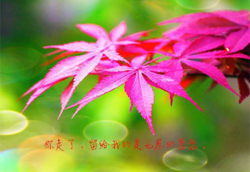 母亲节诗歌——《母亲节现代诗两首》