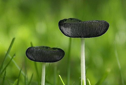 2023年3月大学生三下乡社会实践范文1
