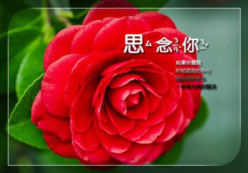 有关毕业生专业求职信范文集锦7篇